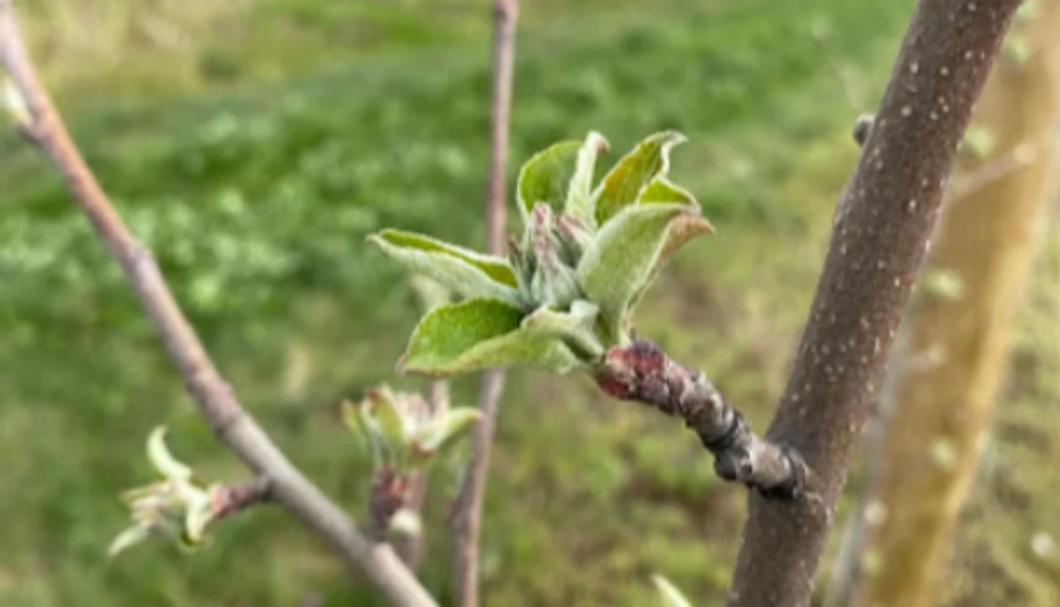 spring_orchard_update2