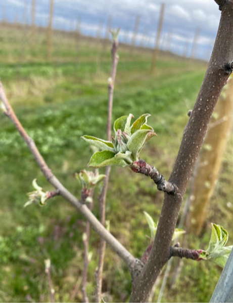 spring_orchard_update2