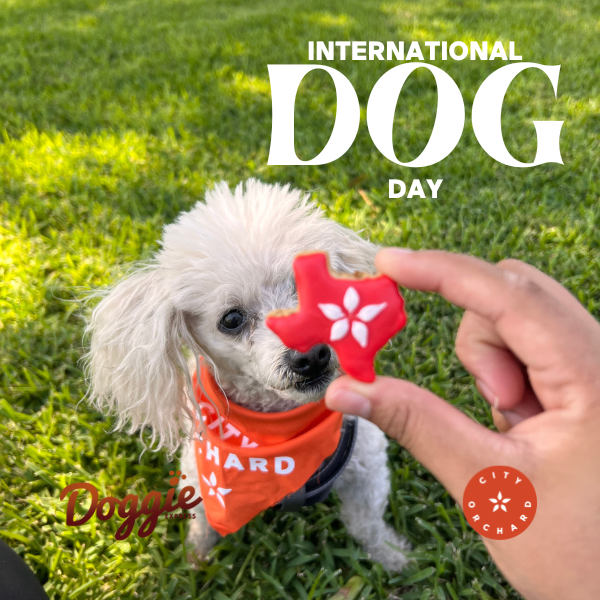 international dog day